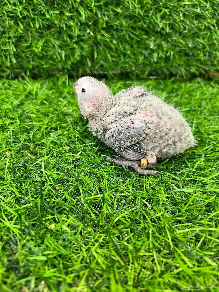 فرخ كنيور قرين شيك غر 1