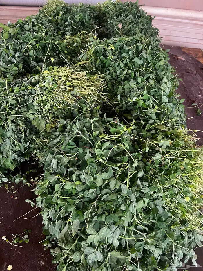 برسيم - بلوبانك - بونيكام 0