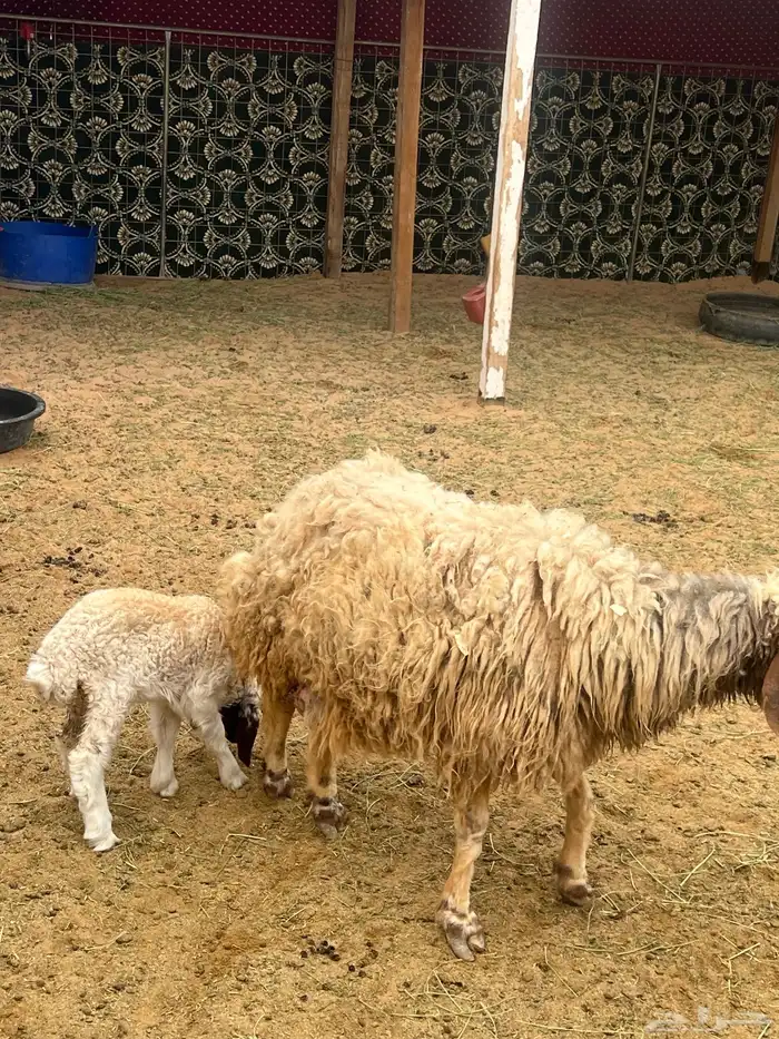 نعيميه معه رخل للبيع 1