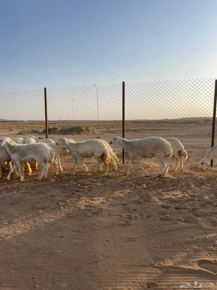 (رخال حريات مضاريع) 0