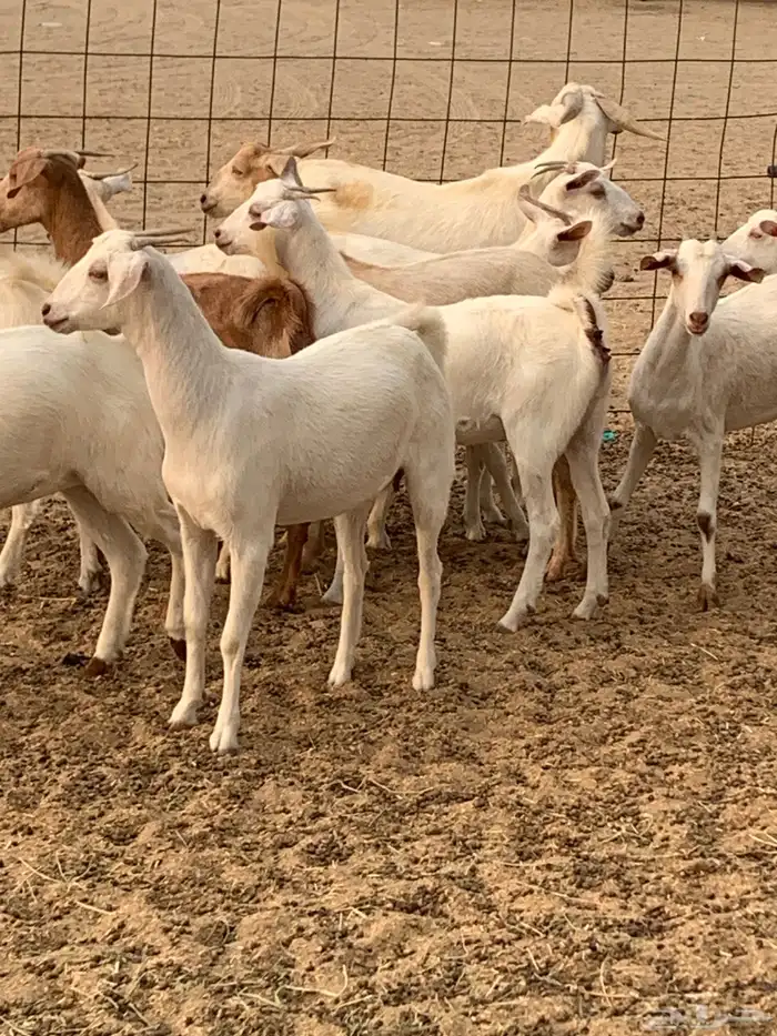 للبيع معزا جفار بيشيات برص ومعزا دهم 22