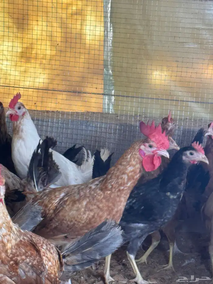 دجاج بلدي العمر 3 شهور 2