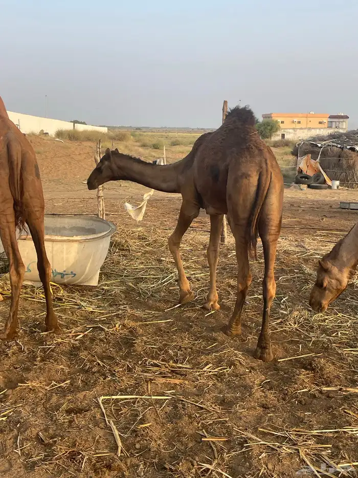 قعود للبيع 2