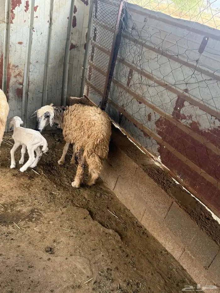 رخله رباع منتجه أنثى 2