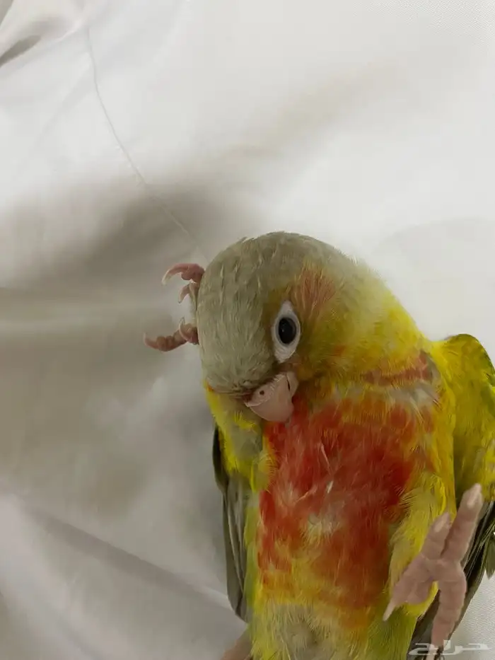 فرخ كنيور اناناس (تم البيع). 5