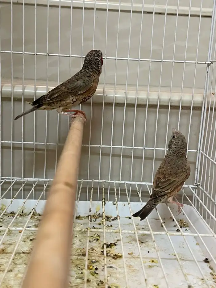 جوز مذبوح فنش 6