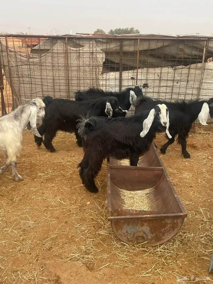 تيوس مخاصي 0