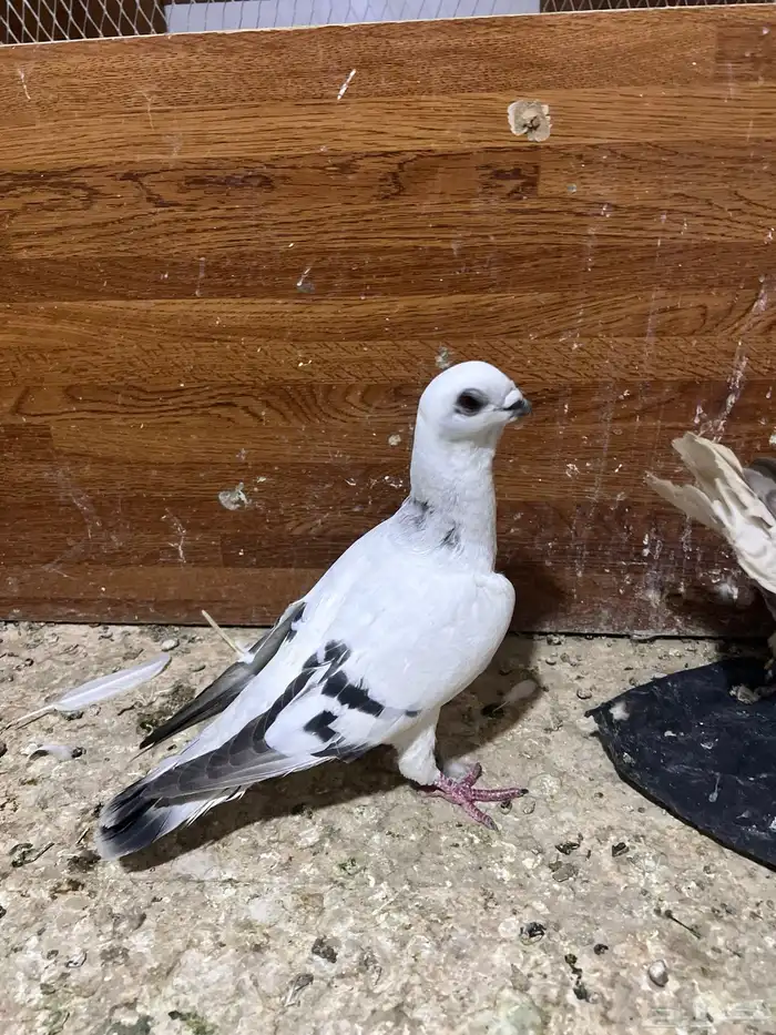 حمام شامي كشيش 2