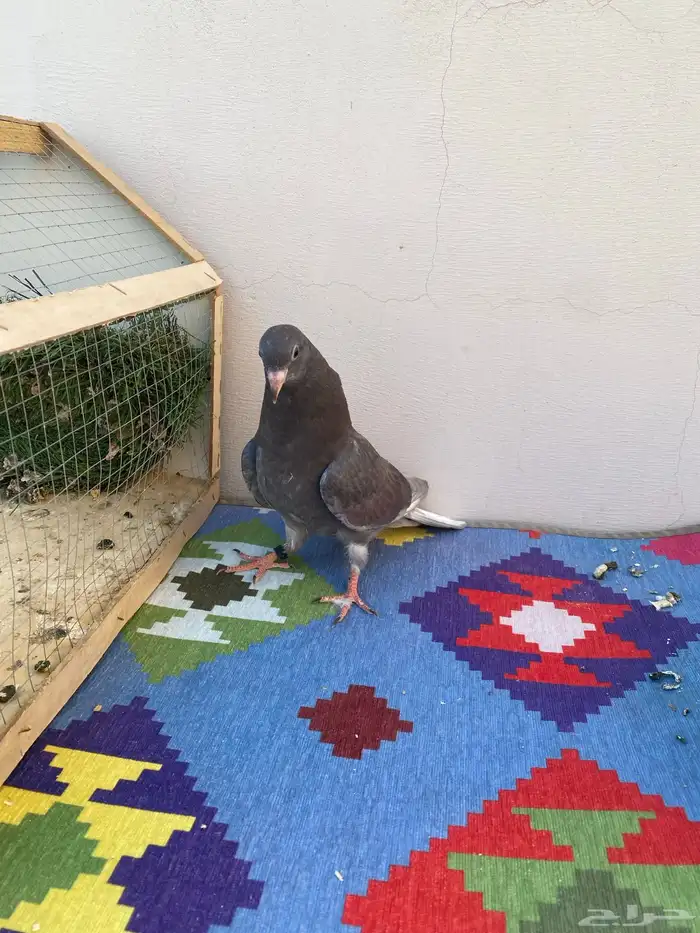 حمام قلابي طبه 0