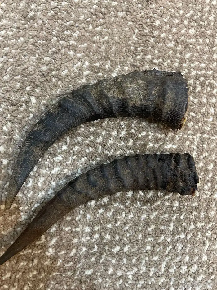 قرن وعل عل السوم 0