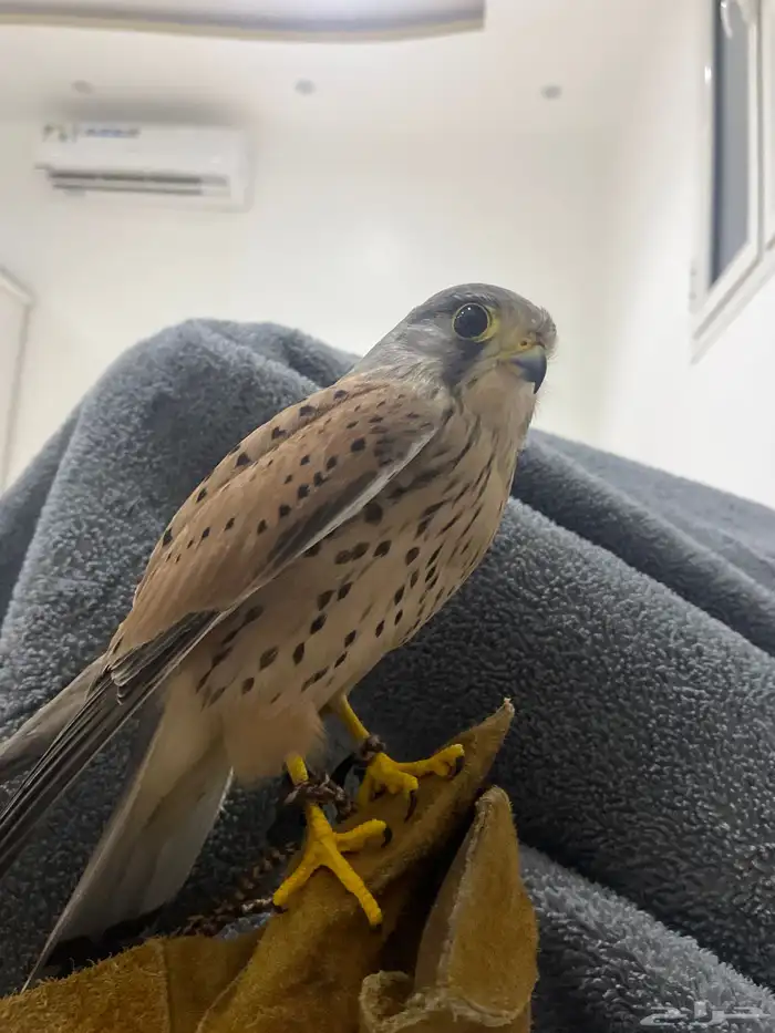 باشق للبيع متدرب وصحته ممتازه مع وكر ودس وسبوق 0