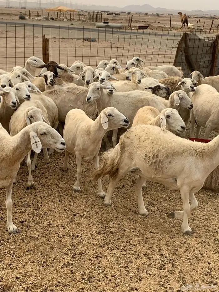 للبيع معزا جفار بيشيات برص ومعزا دهم 11