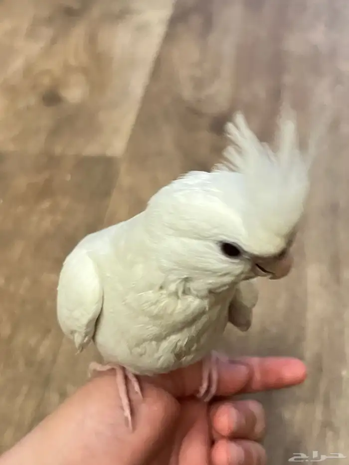 عصفور كروان 3