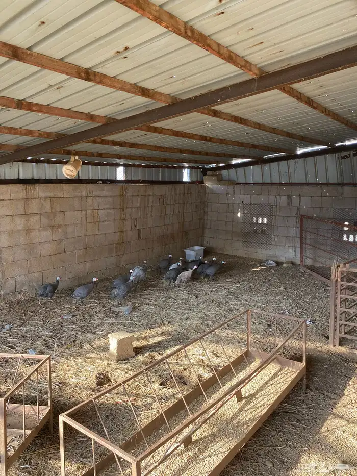 دجاج حبشي حجل 4