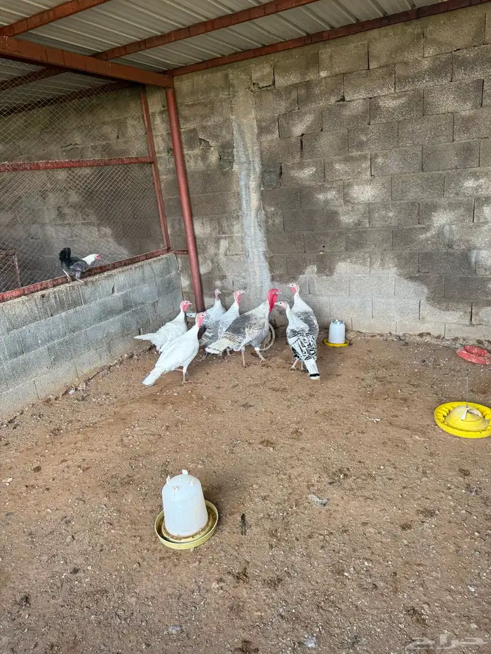 دجاج فيومي بياض وديوك ومعة نوع ثاني بلدي ماهو واج ومعة ديوك 2