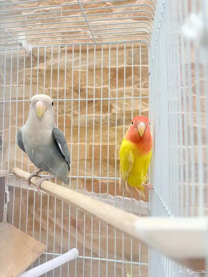 البيع جوز روز 0