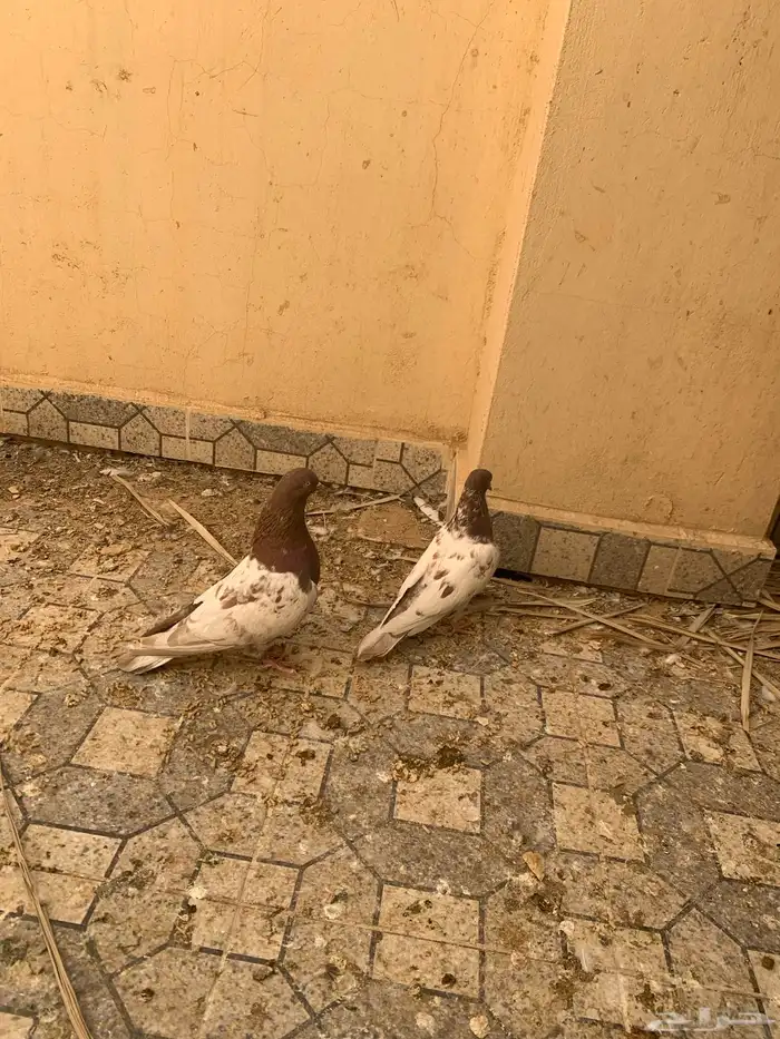 جوز باكستاني لاكا 1