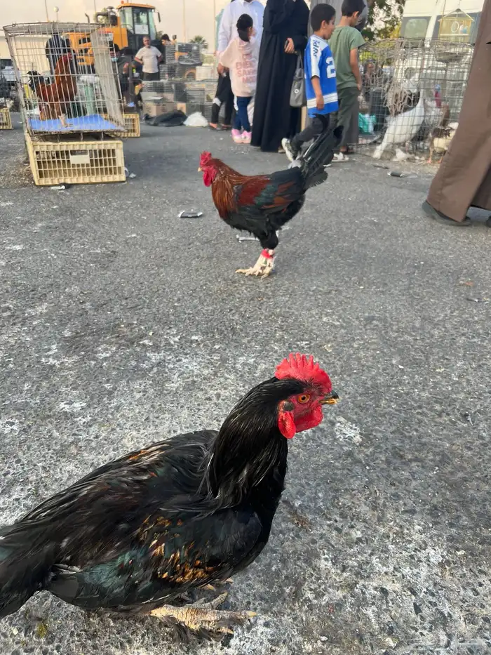 ديك   ديكه مهجن باكستاني للبيع 8