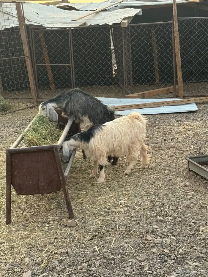 جفار عوارض أعمارهم 6شهور سمان ونظيفة ومقفله شحم إذا تبي تذ 2