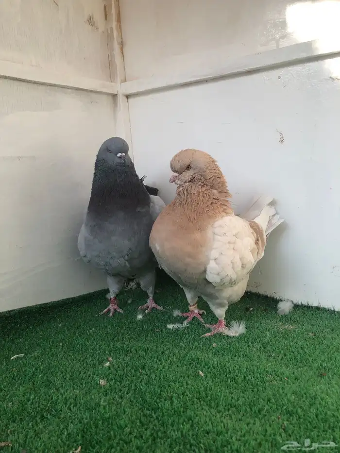 جوز مدينا مستوى تم البيع 1