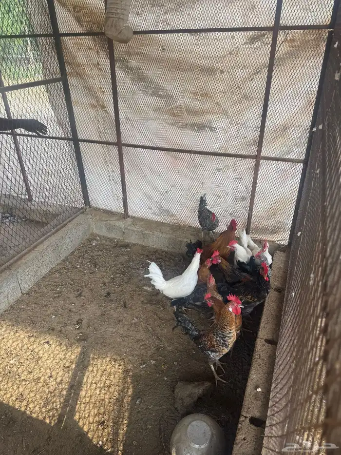 ديوك بلدي للبيع 2