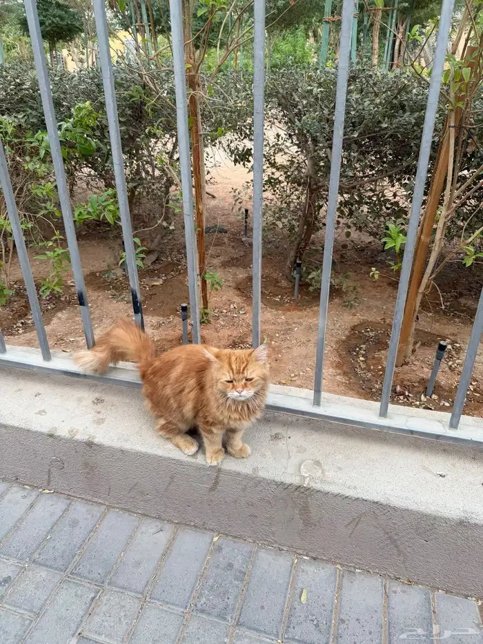 انقاذ قط في الوشم حي المربع 1