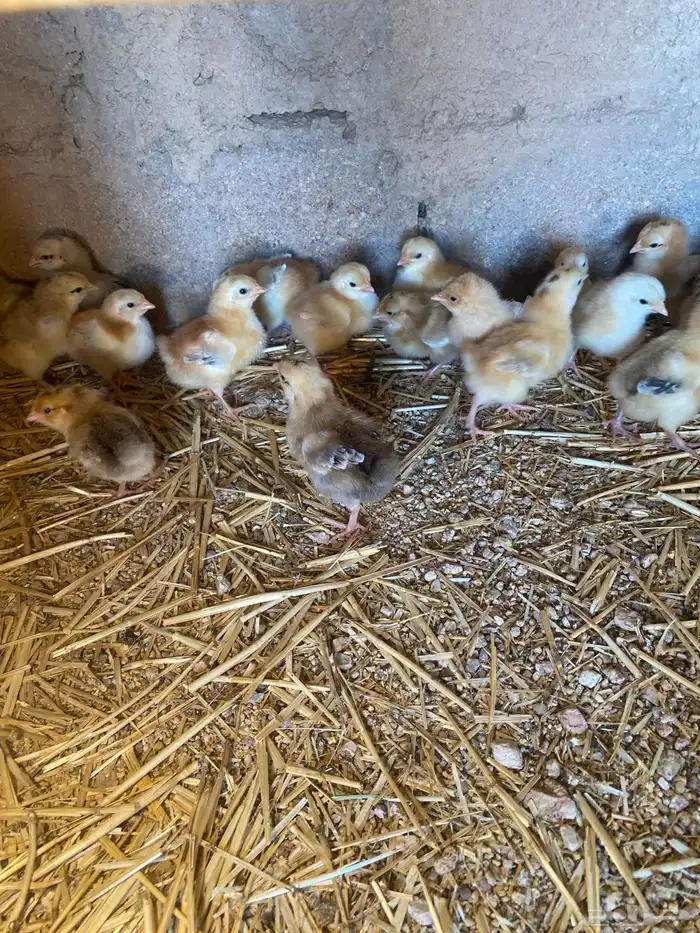 للبيع صوص تركي 3