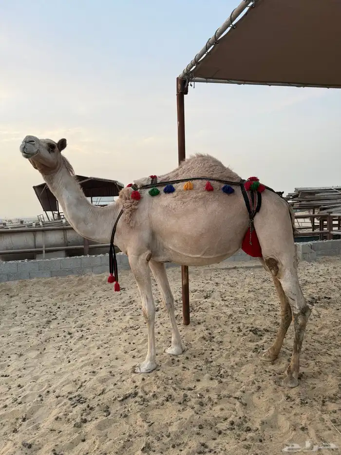 خلفه شقحا تحتها قعود 0