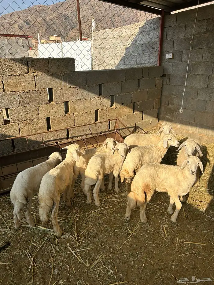 قلوه تهامه 0