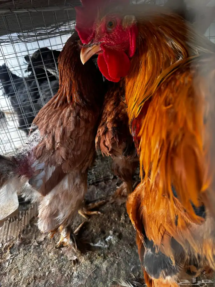 طقم دجاج براهما 3