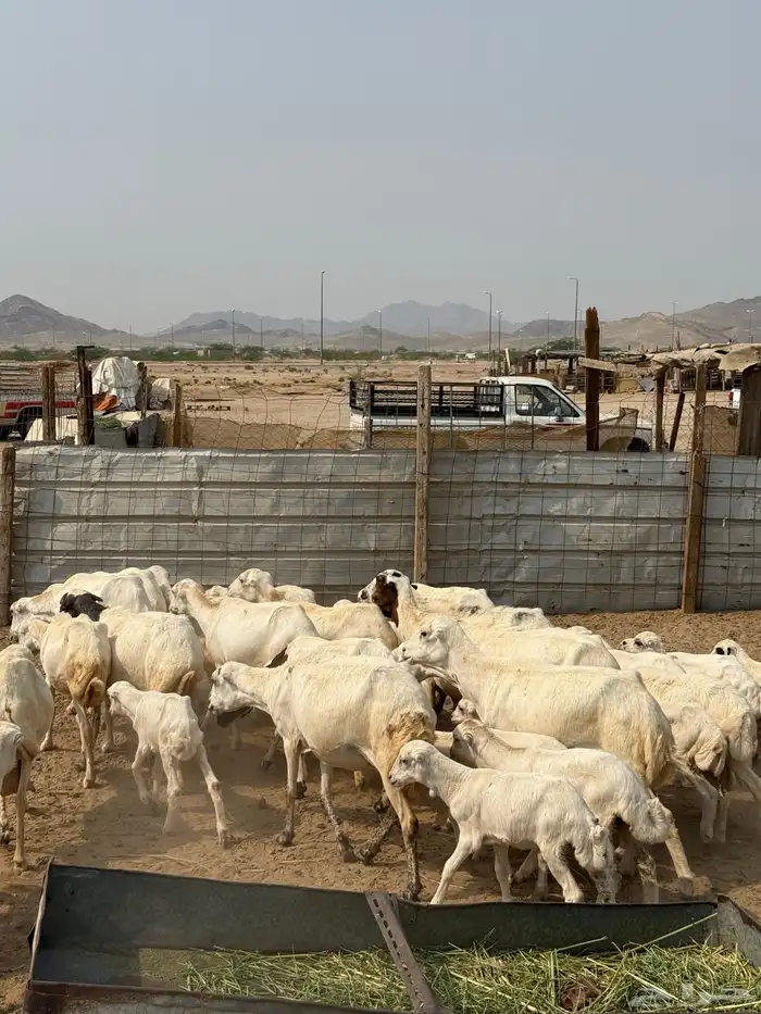 غنم رفيدي 4