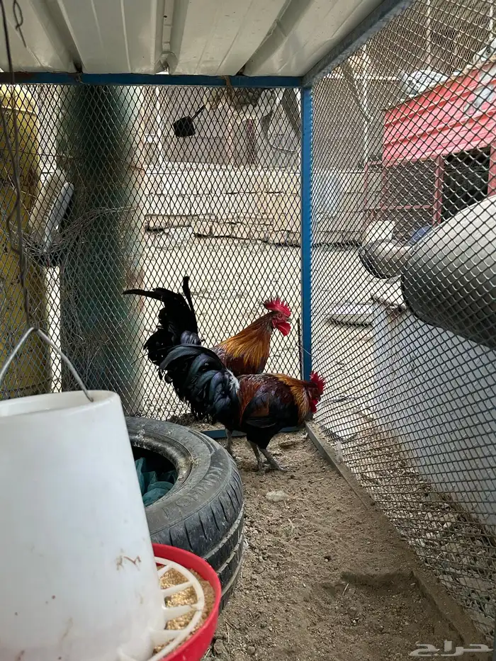 ديوك ترثه(تم البيع ) 2