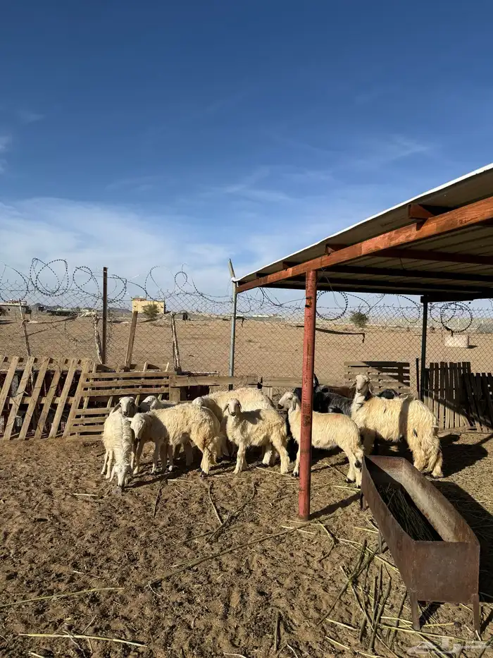 خرفان كفو للبيع بلدي نجران 1