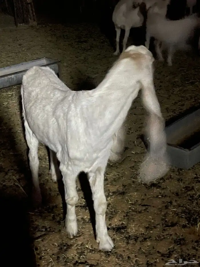 العرض الاول 5 مواعز بفحلها الثاني عنز سدس معها تيس وجفره 0