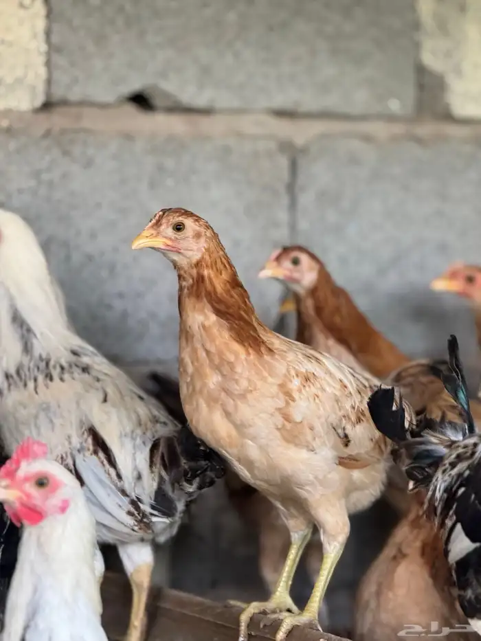 دجاج بشاير شي نظيف 3