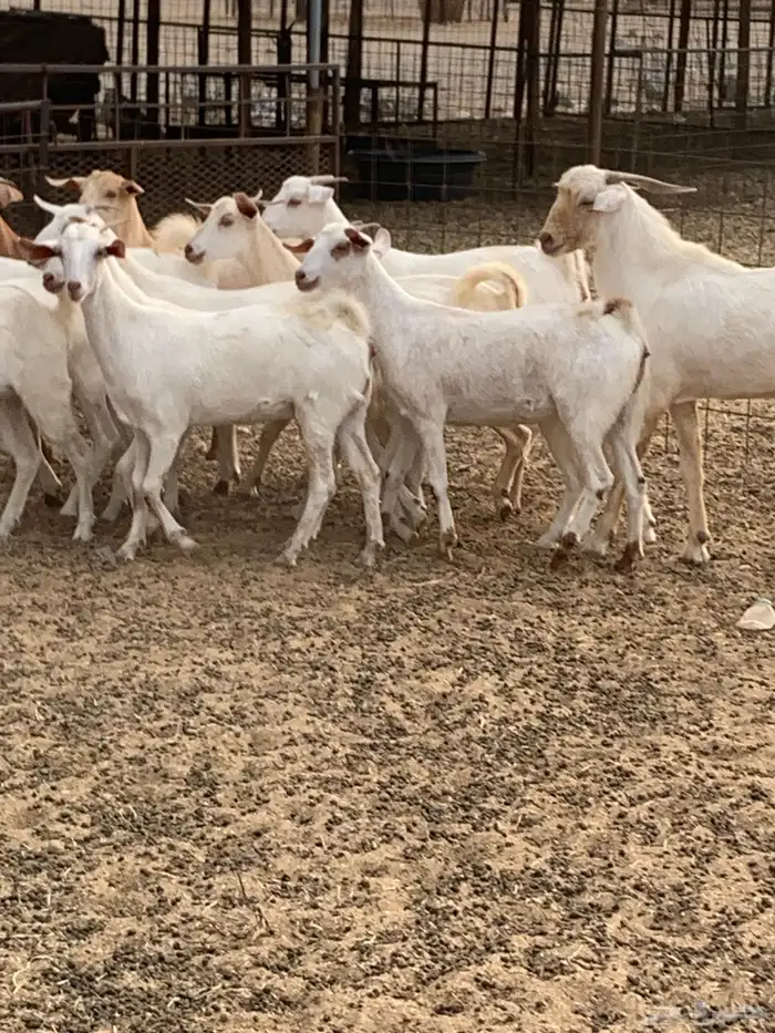للبيع معزا جفار بيشيات برص ومعزا دهم 18