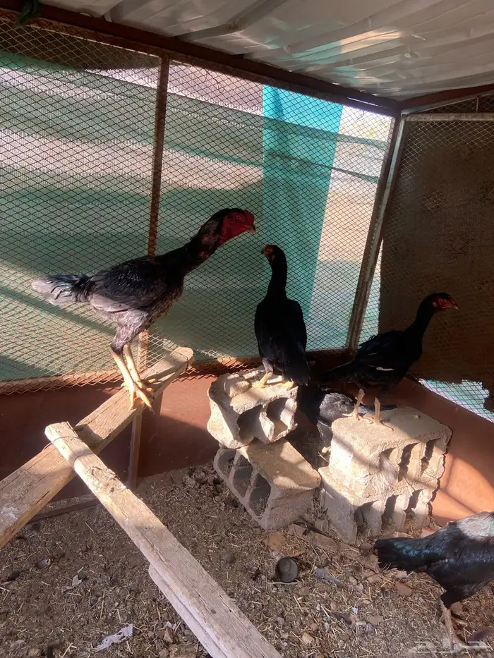 دجاج شامو اسود لاماع 12