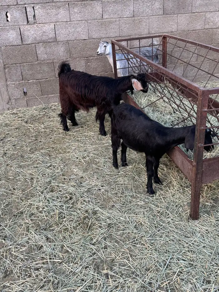 3 عنقان من حلالي سمان ونضيفه العمر حول 7شهوو 3