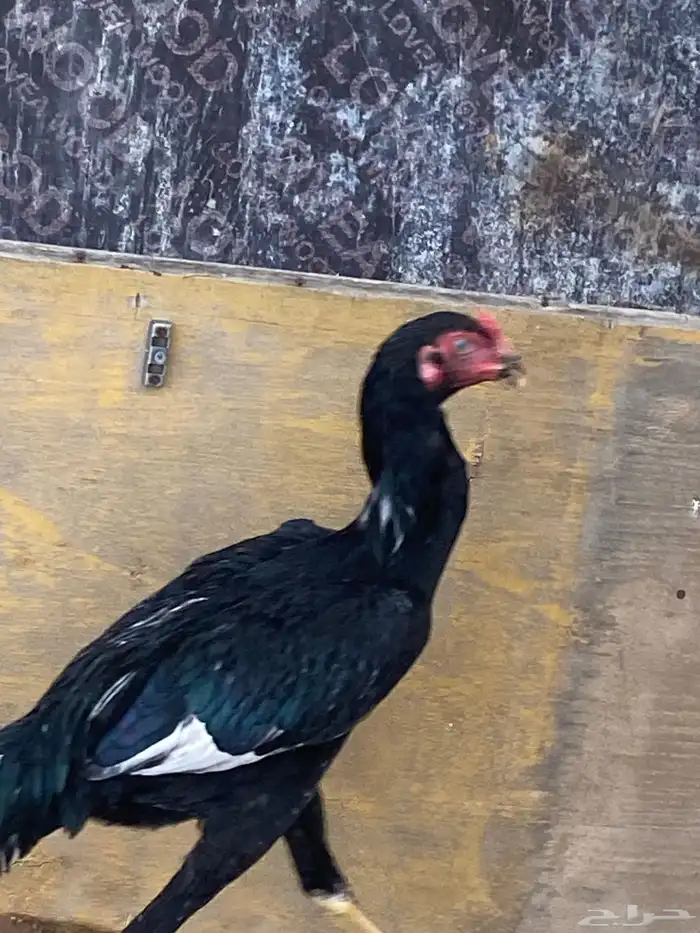 للبيع ديك باكستاني على السوم 2