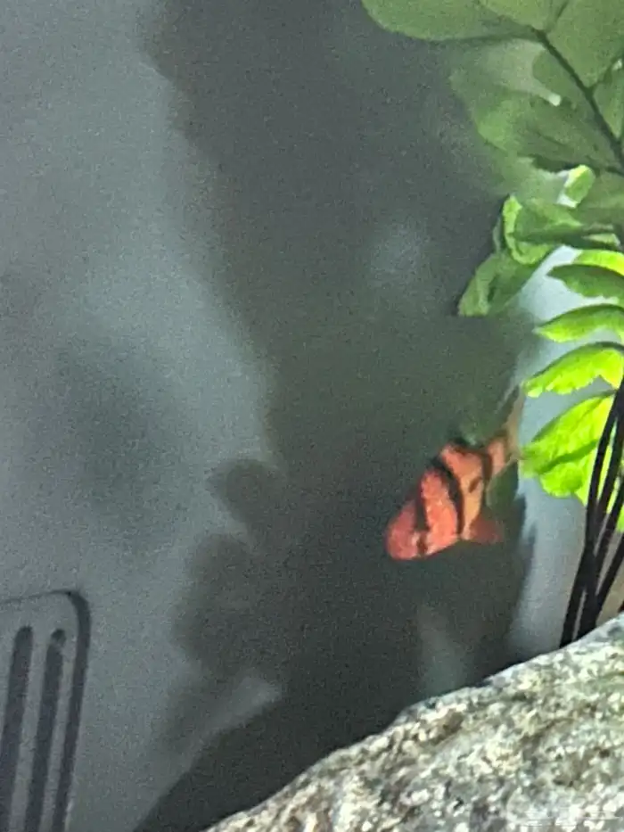 أسماك زينة للبيع 2