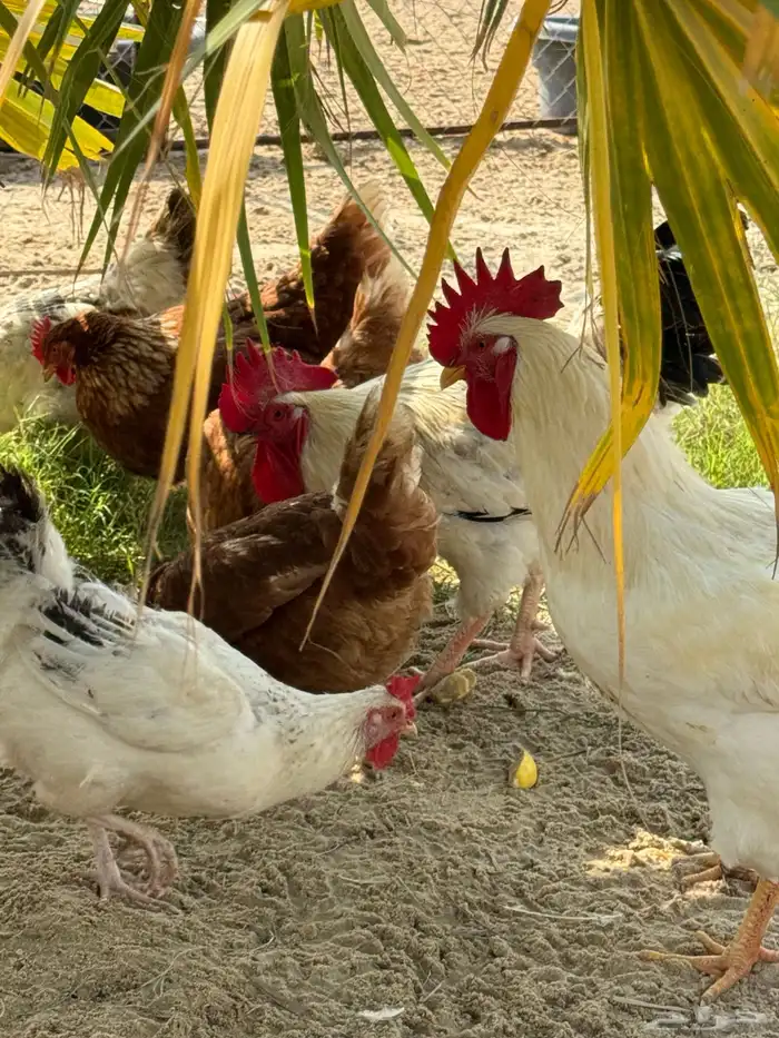 أطباق بيض تفقيس (تركي-كلومبي-فرنسي) 15