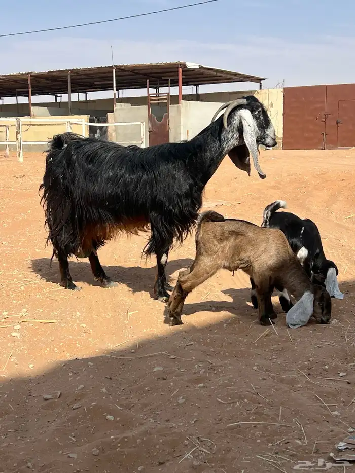 عنز متبع معها 2 جفره وتيس توها تامه. شبب 2