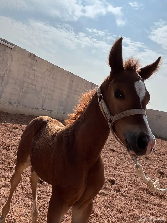 فرس شعبيه للبيع ثنين في واحد معها مهر قطعه طيبه . 4