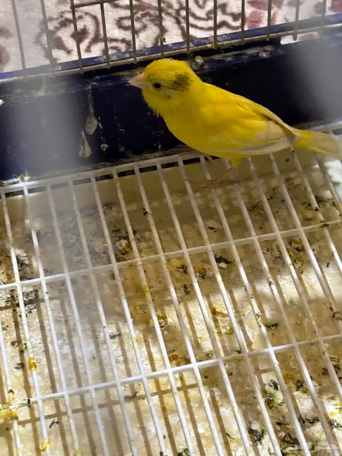 كناري سوري انثى جاهزه 1