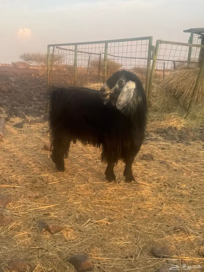 تيس فحل مشروط 2