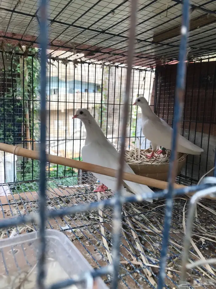 صنعاني اصيل شيبه صوت ناعم وحجم صغير 0