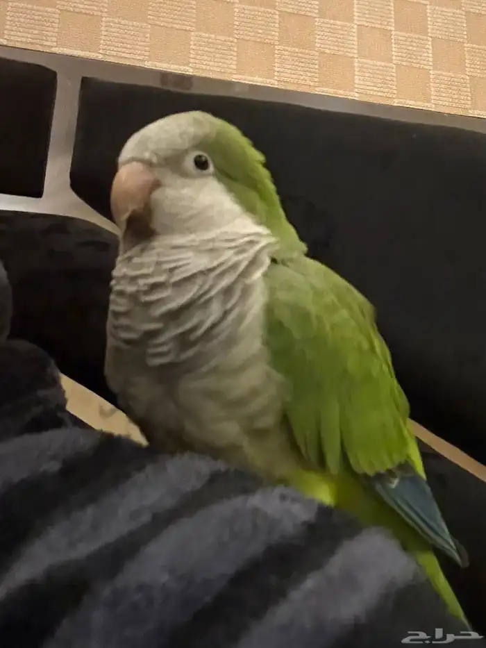 ببغاء كويكر اخضر للبيع 0