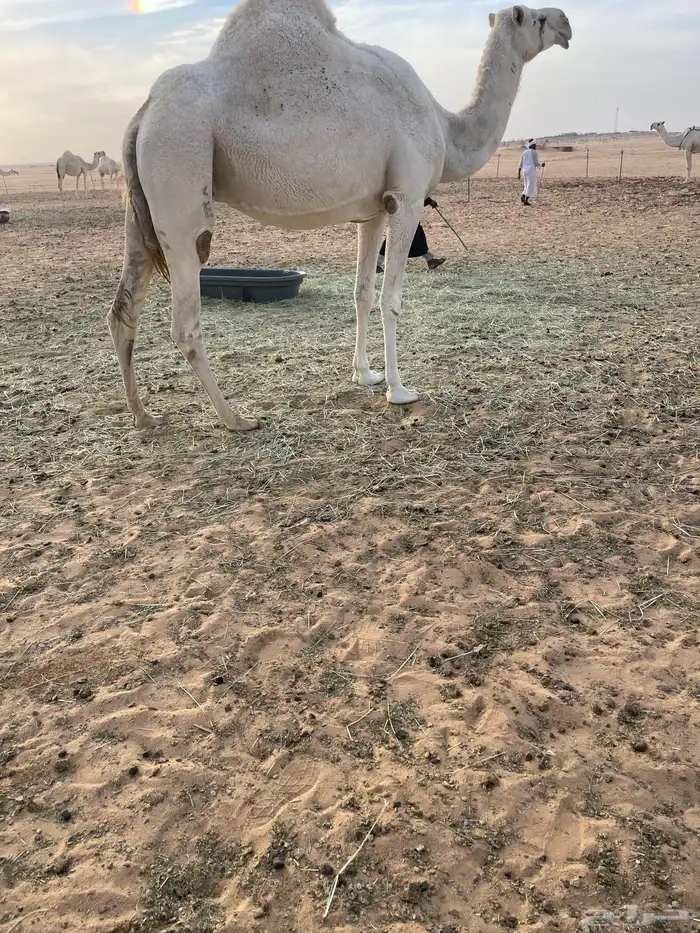 ضروبه وضحاء 3