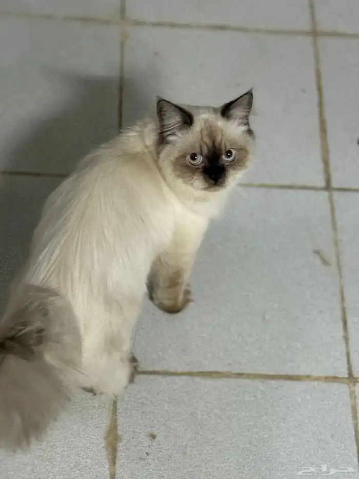 حي الاثايبة الشمالي 1