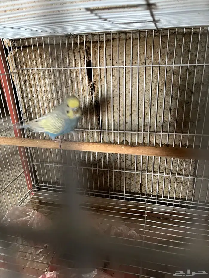 ذكر بادجي رنبو جاهر ماشالله 2